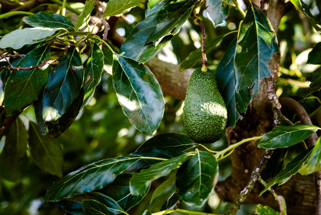 avocados-tree-arboles-de-aguacates-plantaciones-inversion-en-el-campo